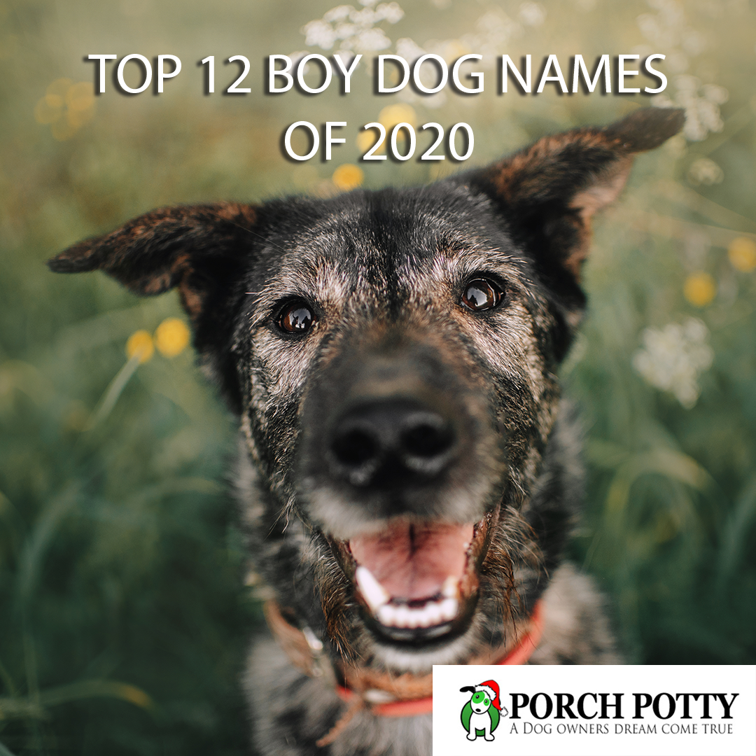 Top boy deals dog names