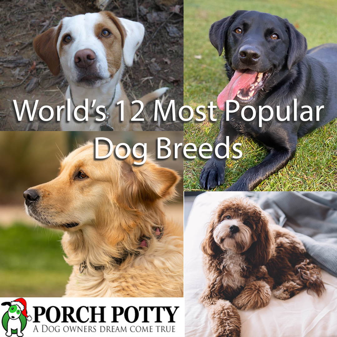 The Most Popular Breed of Dog in Every State  Most popular dog breeds,  Maltese dogs, Popular breeds