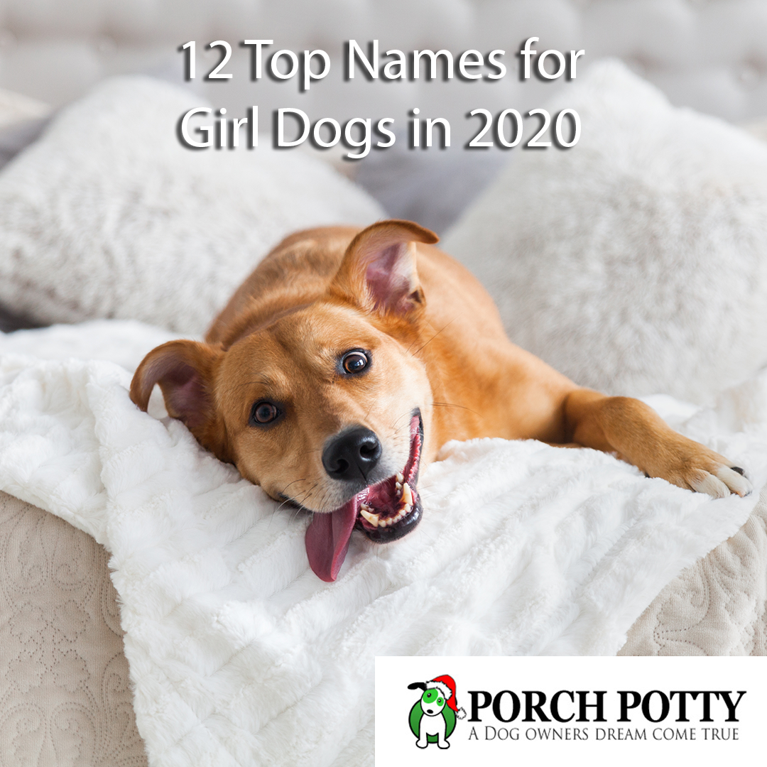 girl dog names
