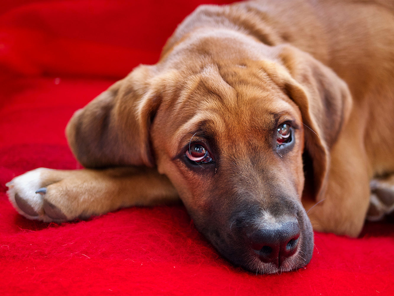 When Your House Trained Dog Starts Having Accidents In The House when-your-house-trained-dog-starts-having-accidents-in-the-house