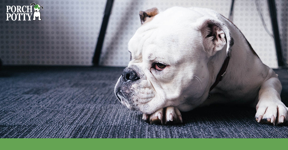 10 Dog Potty Training Mistakes to Avoid