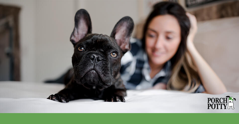 A French Bulldog lays on a bed with her owner