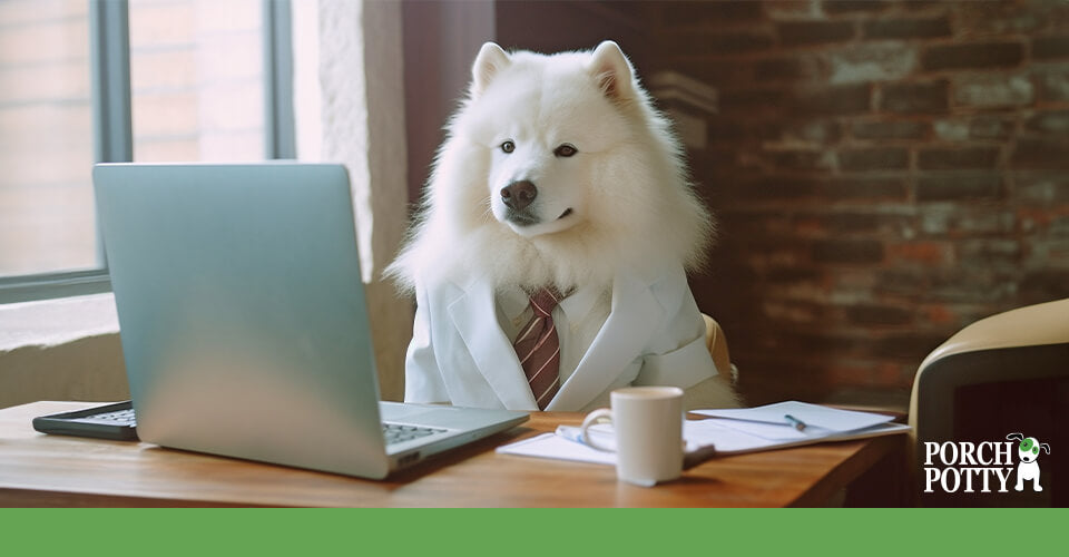 A fluffy white dog wears a suit and sits at a laptop