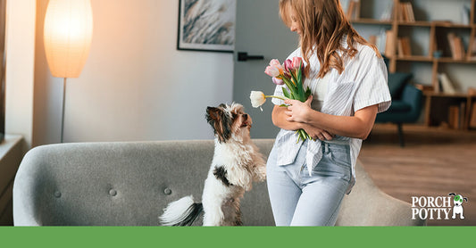 A young woman holds a bouquet of flowers while her dog plays on her sofa