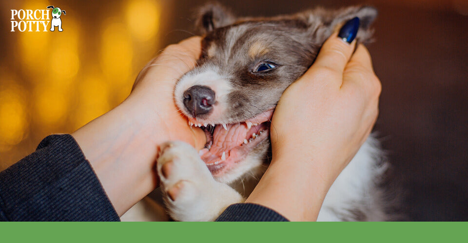 A puppy plays with its owner, showing its sharp puppy teeth