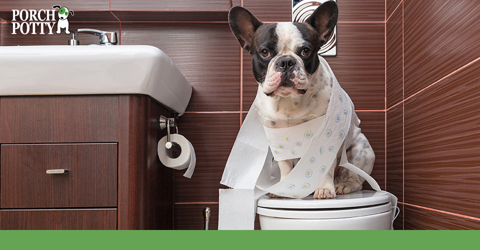 What Causes Diarrhea in Dogs? Porch Potty USA