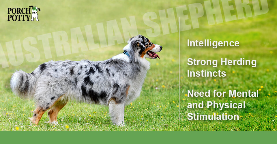 Potty Training Your Australian Shepherd Puppy