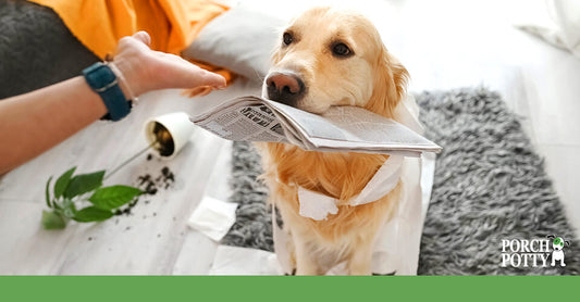 A golden retriever holds a newspaper in its mouth while sitting on a gray rug, surrounded by scattered papers and an overturned plant.