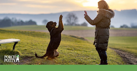 A woman in a winter coat training a large Rottweiler outdoors, with the dog sitting up on its hind legs.