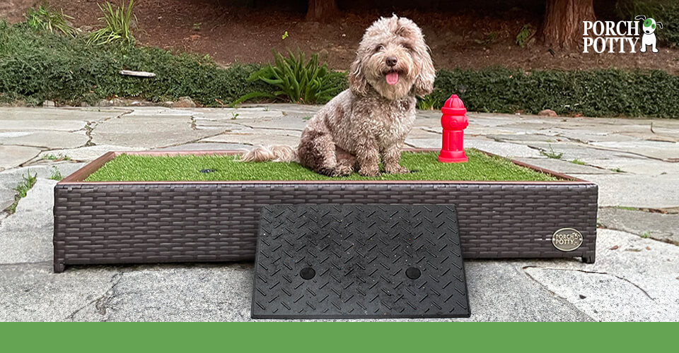 A small fluffy dog sits on a Porch Potty with a ramp