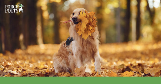 A Golden Retriever holds a bouquet of fall leaves