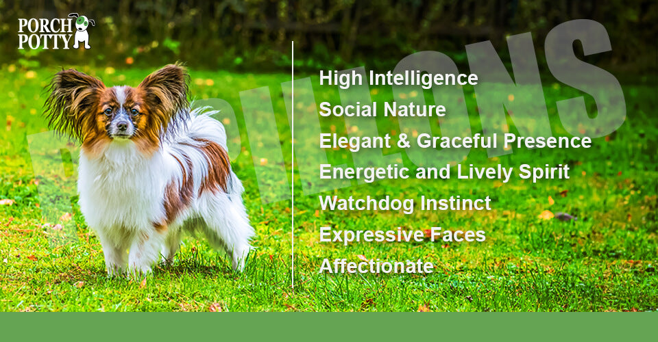 Papillon dog