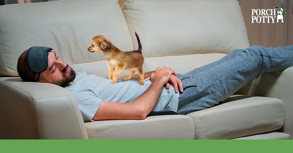 A puppy stands on its owner as he tries to sleep