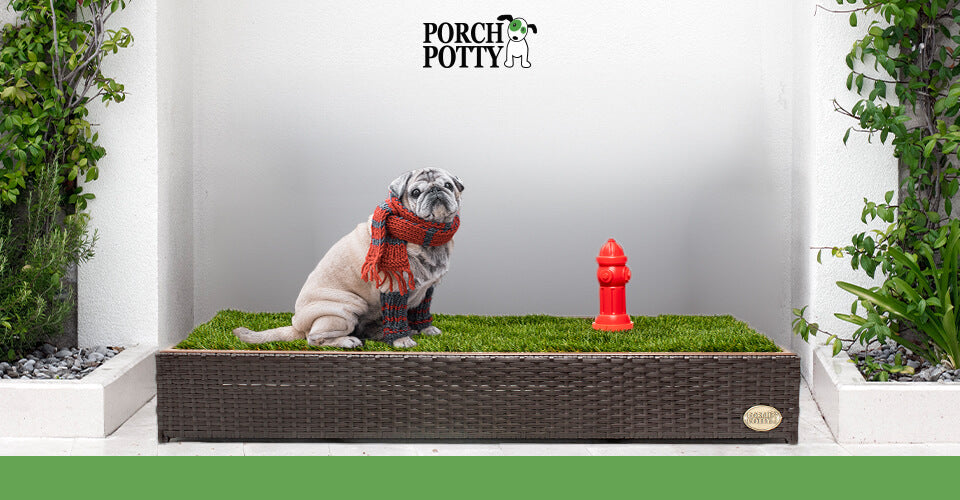 A senior dog wearing a scar sits on a Porch Potty