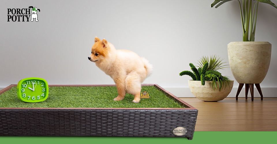 How Often Should A 2 Week Old Puppy Poop How Often Should A 2 Week Old Puppy Poop