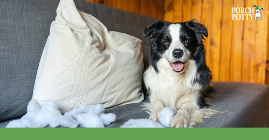 A border collie sits on a couch by a chewed-up pillow