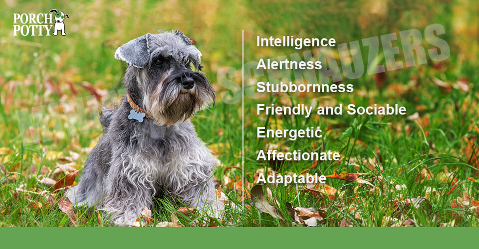 A Miniature Schnauzer sits in a yard