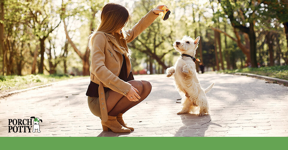 A white terrier sits for a treat