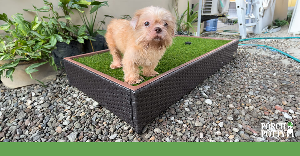 A tiny fluffy dog stands on a Porch Potty Premium
