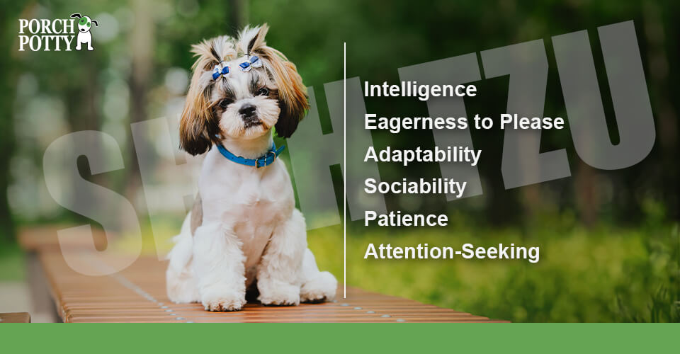 Potty Training Your Shih Tzu Why They re Among the 15 Easiest Breeds Porch Potty USA