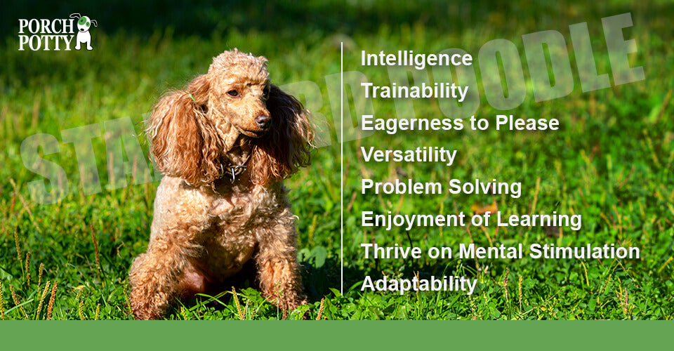 A golden Standard Poodle sits on a bright green lawn