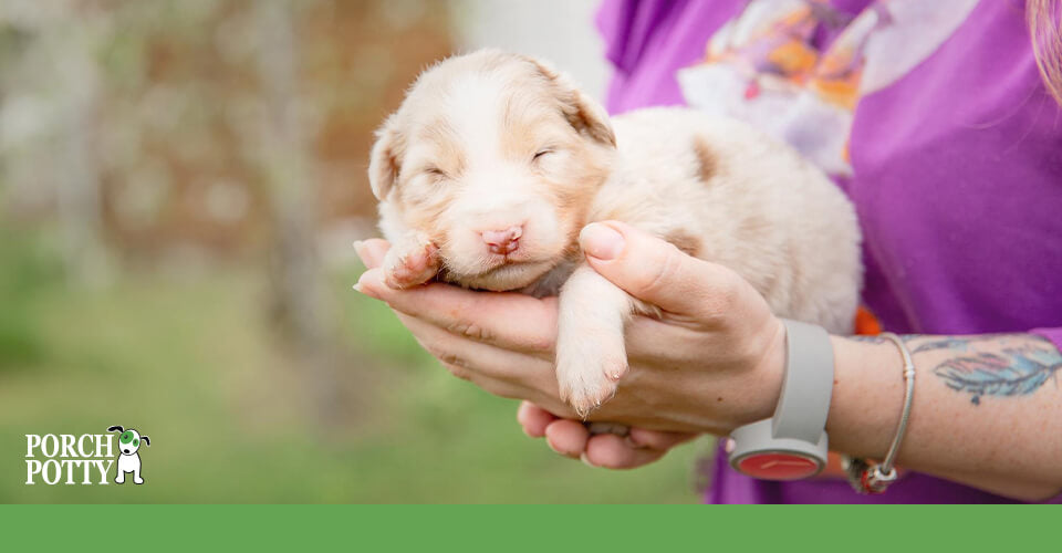 A young woman holds a newborn puppy