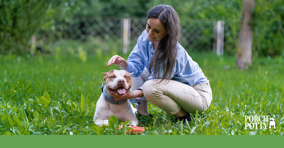 A pitbull puppy and its owner enjoy the grass outside