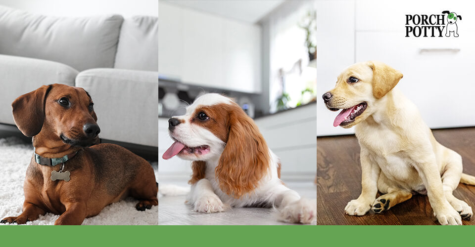 A Dachshund, a Cavalier King Charles Spaniel, and a Labrador Retriever each sitting on different types of flooring.