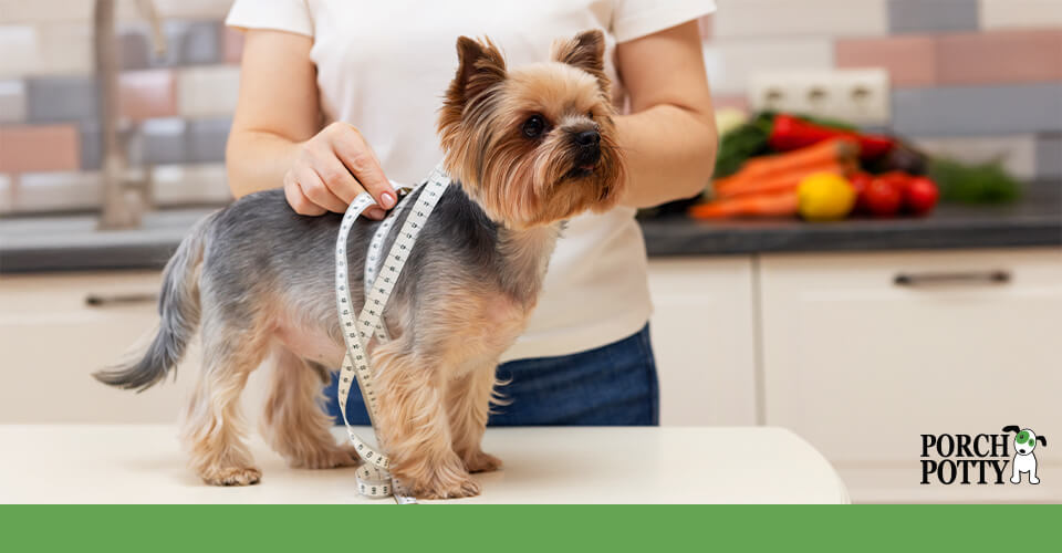 A healthy diet plays a role in successful potty training: regular meals help establish a routine.