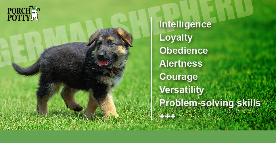 A German shepherd puppy walks in a backyard