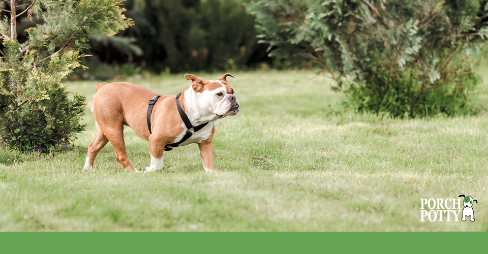 A tan and white dog in a harness runs in its back yard