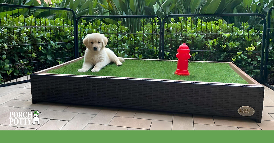 A golden retriever puppy on a Porch Potty
