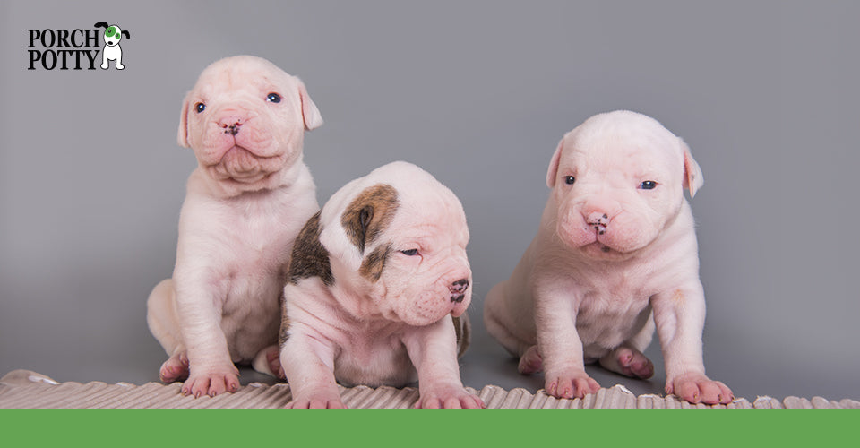 Three pink puppies