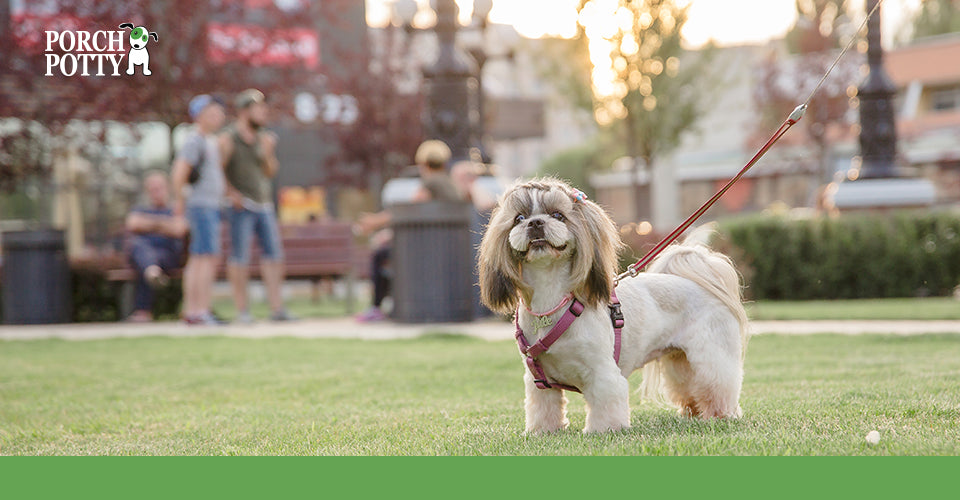 A Pekingese dog on a leash standing outside on grass