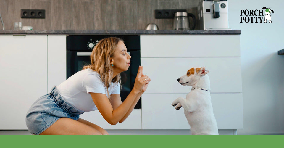 A woman kneels before a white jack Russell terrier puppy