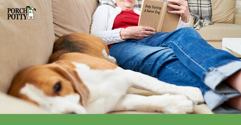 Potty Training a Senior Dog