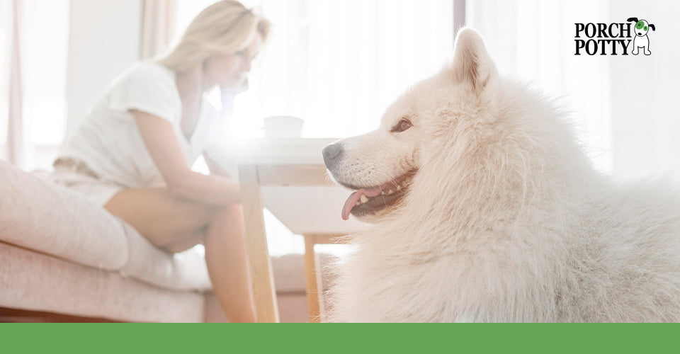 A large white fluffy dog sits in front of its owner