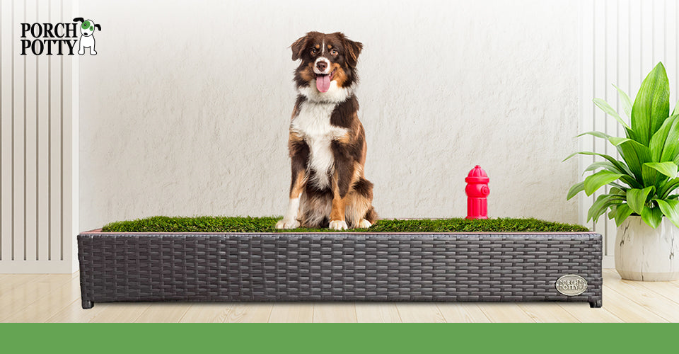 A large black, tan, and white dog sits on a Porch Potty