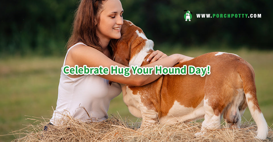 Celebrate Hug Your Hound Day and Learn Fun Facts about these dog