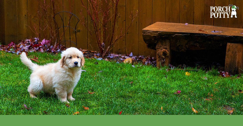 Golden retriever puppy standing alert in a backyard on green grass