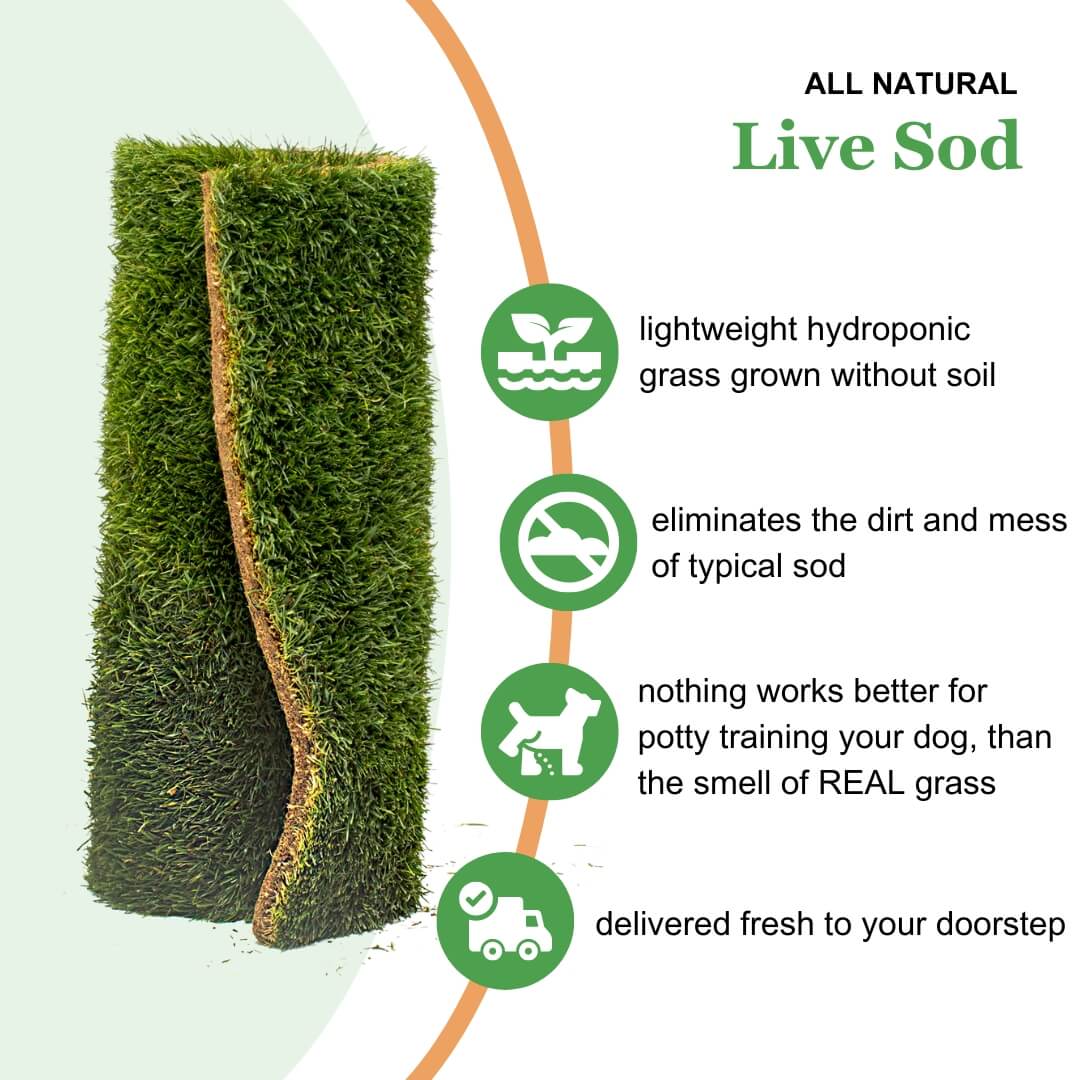 Live Grass / Live Sod