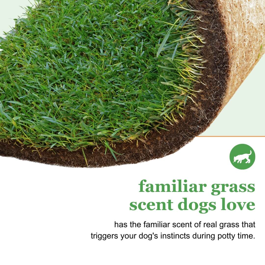 Live Grass / Live Sod