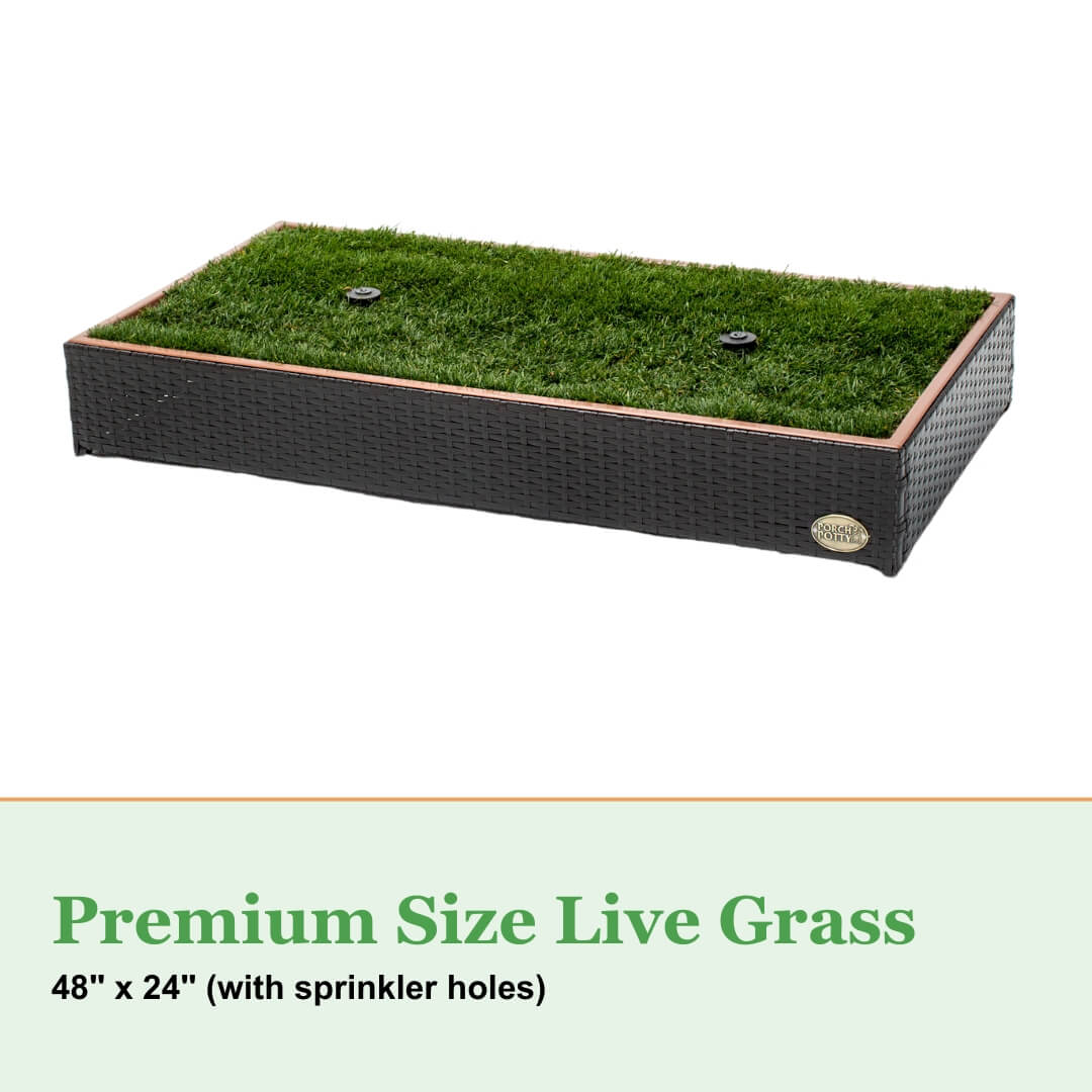 Live Grass / Live Sod