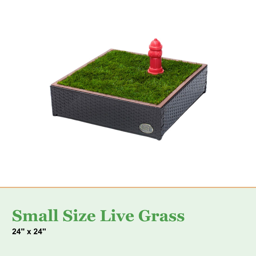 Live Grass / Live Sod