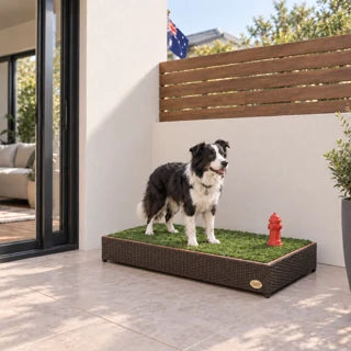 Border collie on a Porch Potty on a patio with an Australian flag