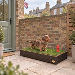 Dachshund on a Porch Potty beside a brick wall with a United Kingdom flag