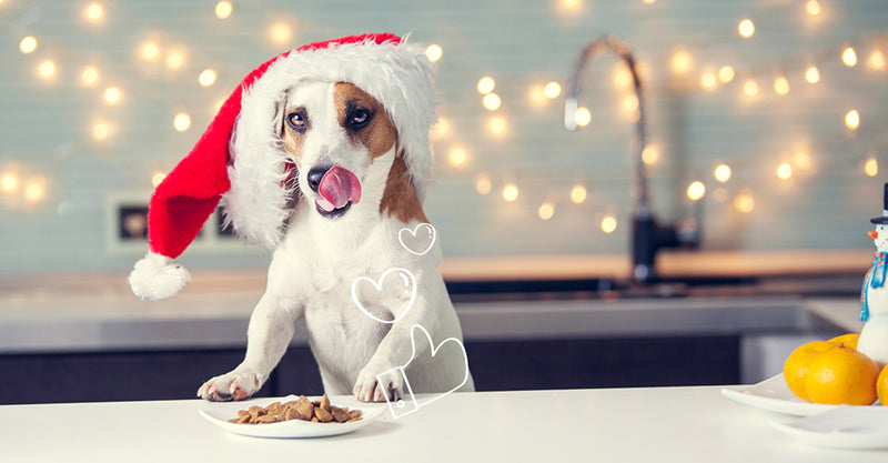 12 Common Dog Food Ingredients You Need to Pay Attention To