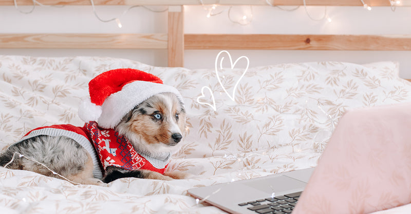 12 Dog Channels Every Paw-rent Should Follow