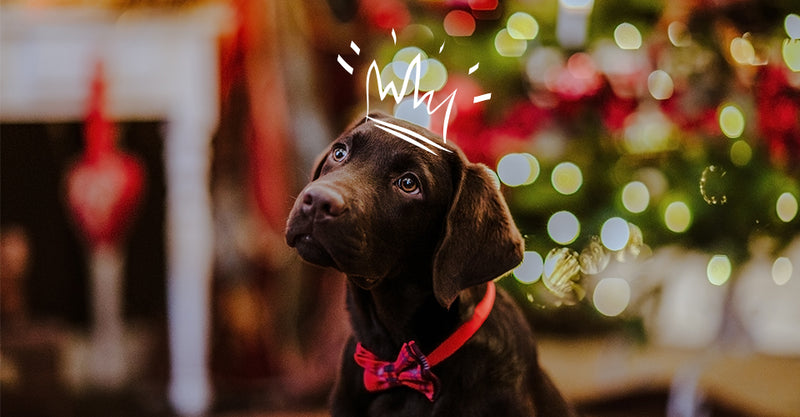 12 Dogs that Inspire Us to be Better Humans