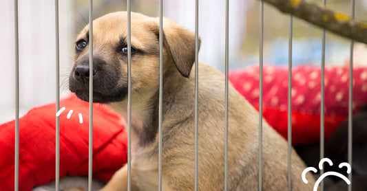 12 Things to Ask Your Kennel When Boarding Your Pup